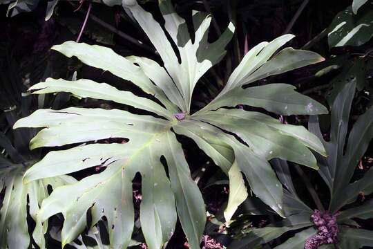 Image of Comb-Leaf Philodendron