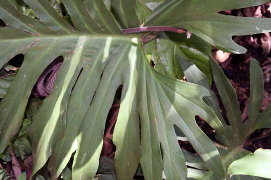 Image of Comb-Leaf Philodendron