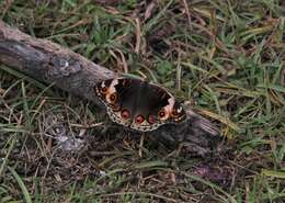 Слика од Junonia orithya minagara Fruhstorfer 1904