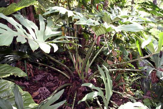 Image of Comb-Leaf Philodendron