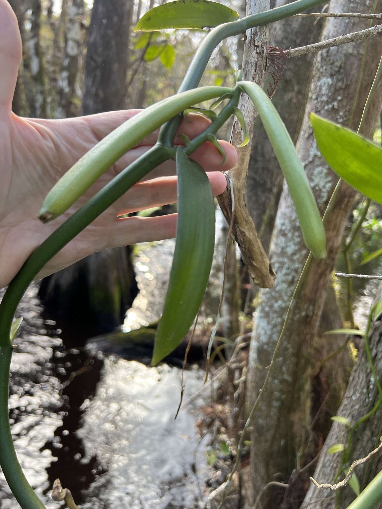 Image of leafy vanilla