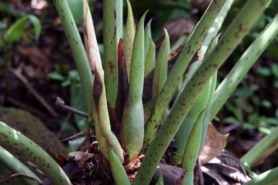 Image of Comb-Leaf Philodendron