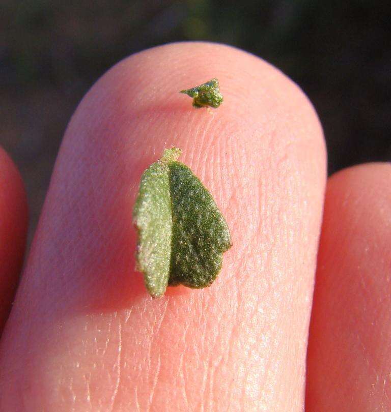 Image of Hermannia cuneifolia var. cuneifolia