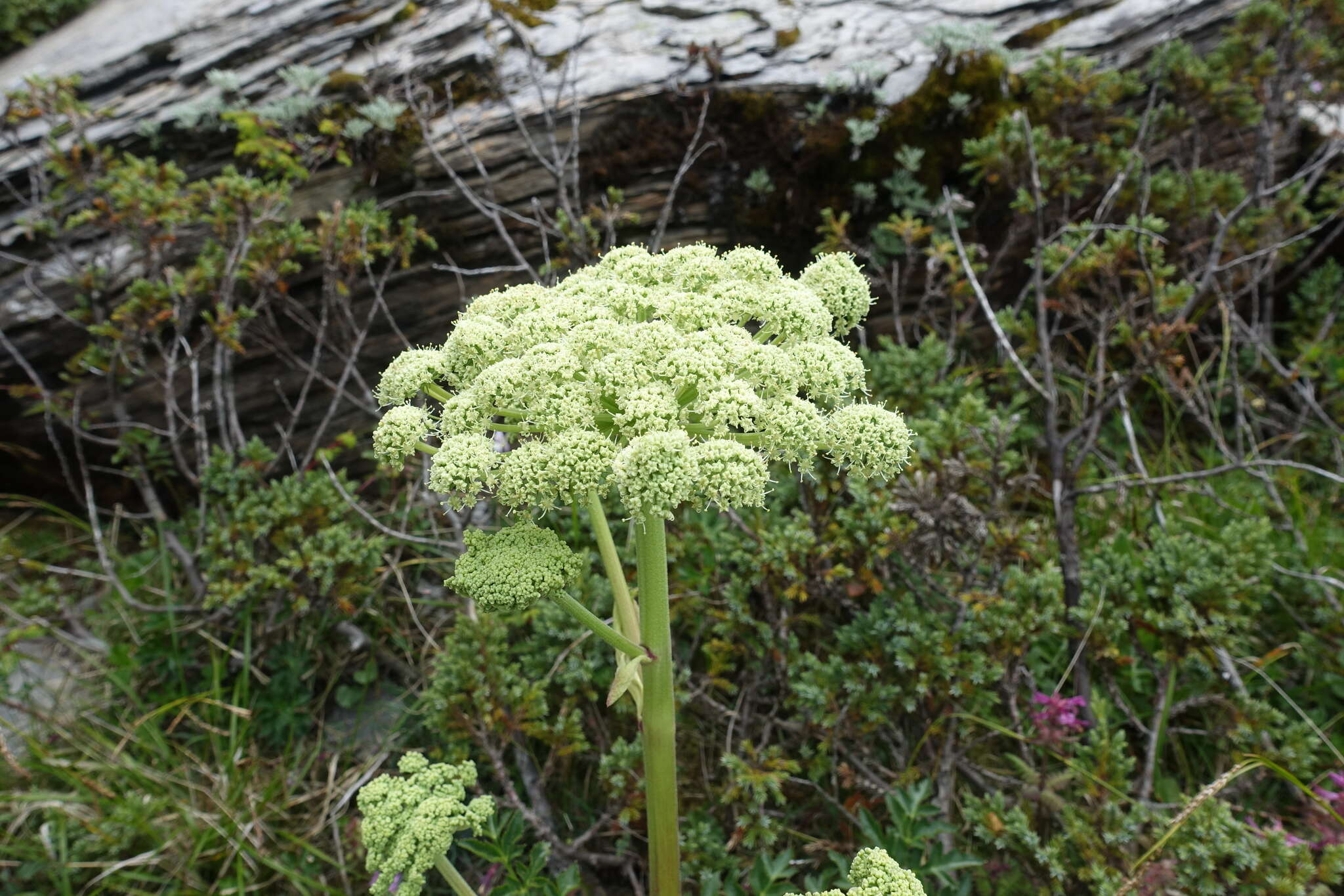 Слика од Angelica morrisonicola Hayata