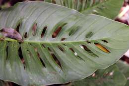 Image of Adanson's monstera