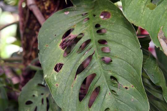 Image of Adanson's monstera