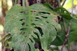 Monstera adansonii Schott resmi