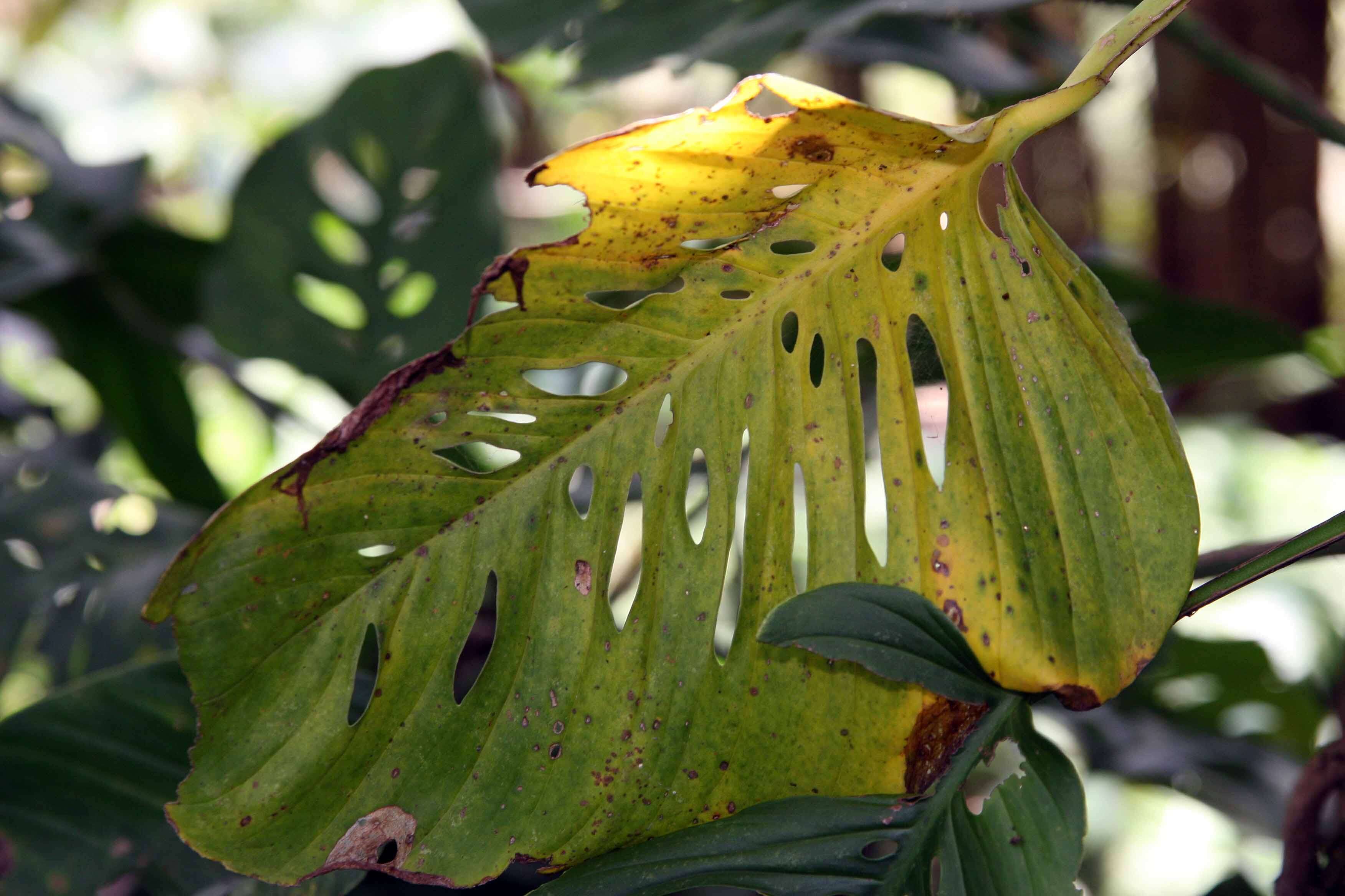 Monstera adansonii Schott resmi