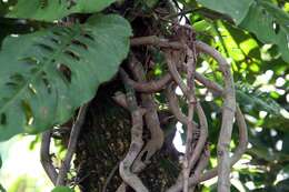 Image of Adanson's monstera