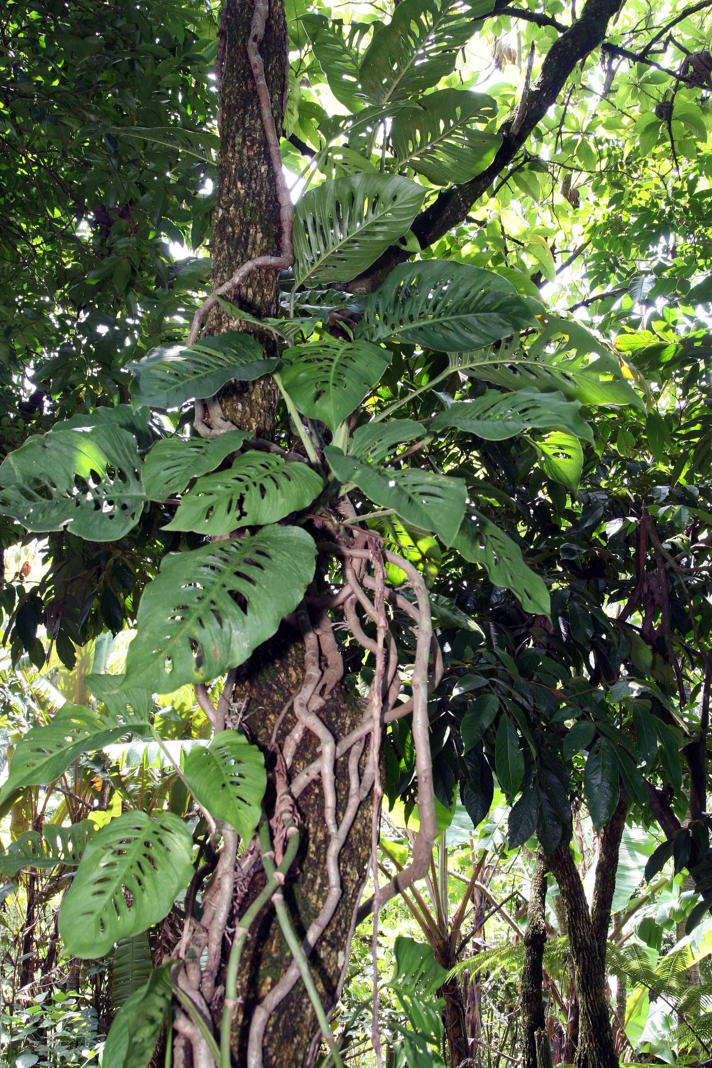 Image of Adanson's monstera