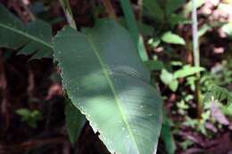 Plancia ëd Heliconia latispatha Benth.