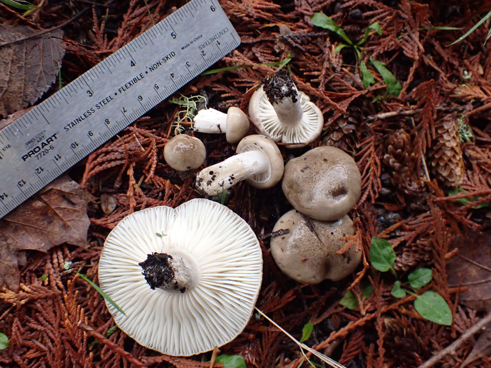 Hygrophorus agathosmoides Lebeuf, E. Larss. & Bellanger的圖片