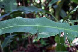 Plancia ëd Heliconia latispatha Benth.