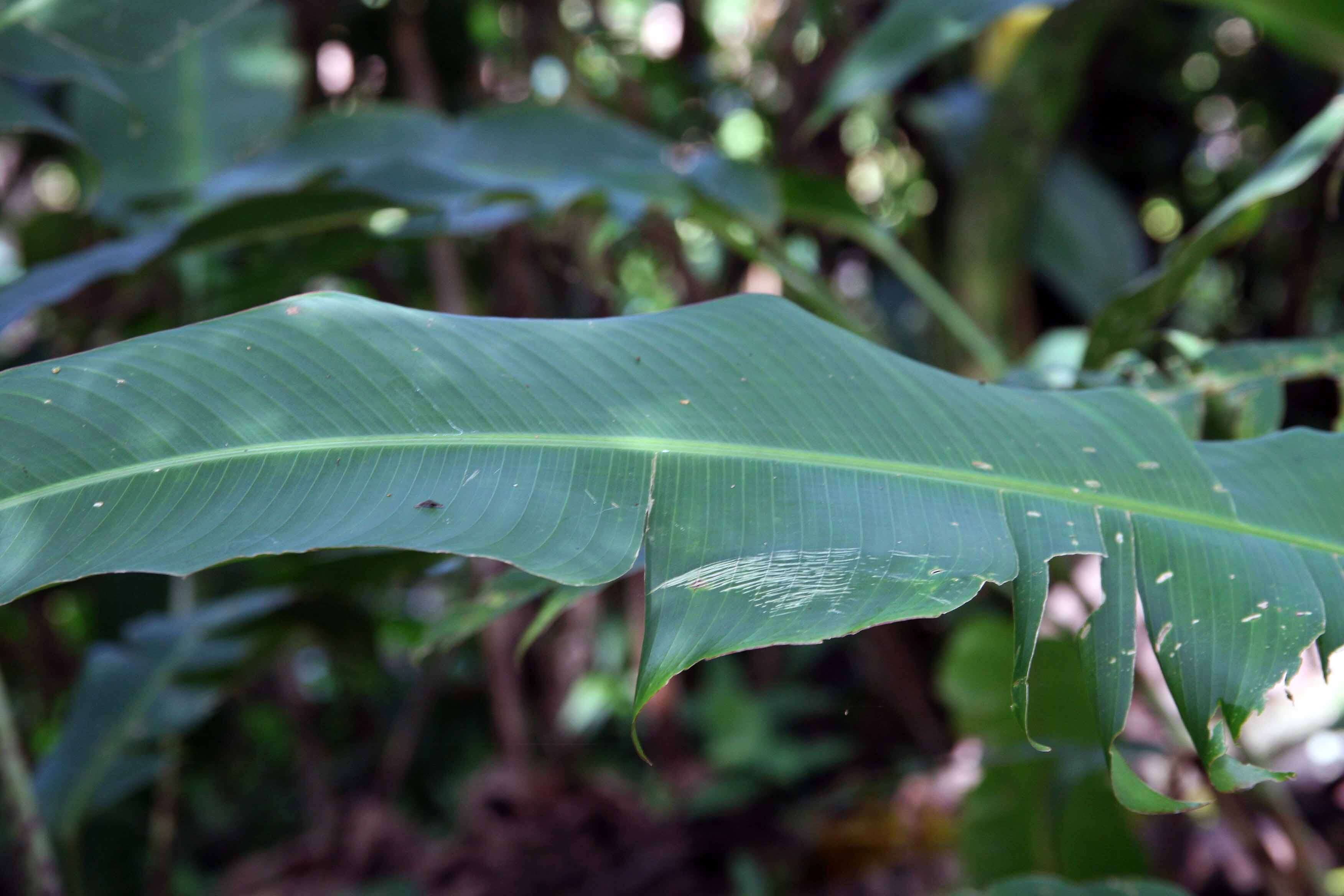 صورة Heliconia latispatha Benth.