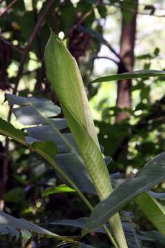 صورة Heliconia latispatha Benth.