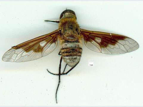 Image of Ligyra cingulata (Wulp 1885)