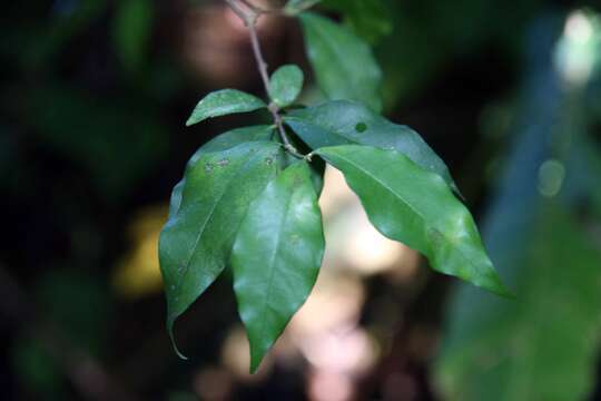 Image of wild crapemyrtle