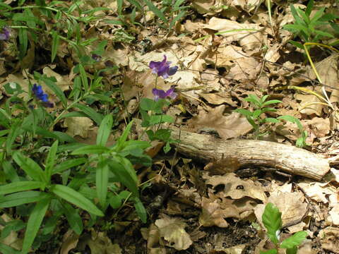 Imagem de Lathyrus laxiflorus (Desf.) Kuntze