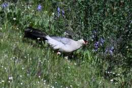 Image of White Eared Pheasant