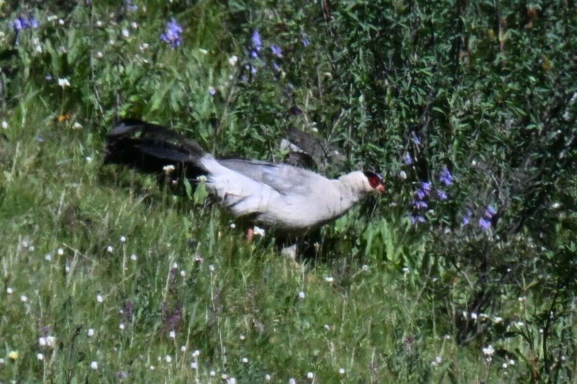 Image of White Eared Pheasant