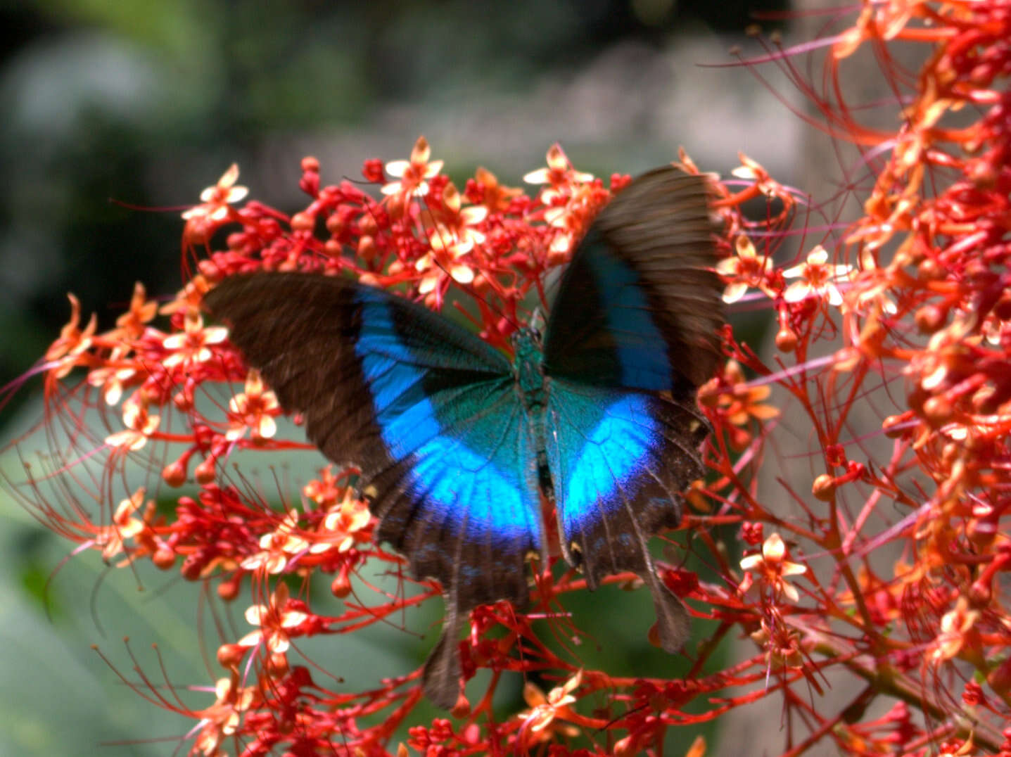 Image of Malabar Banded Peacock