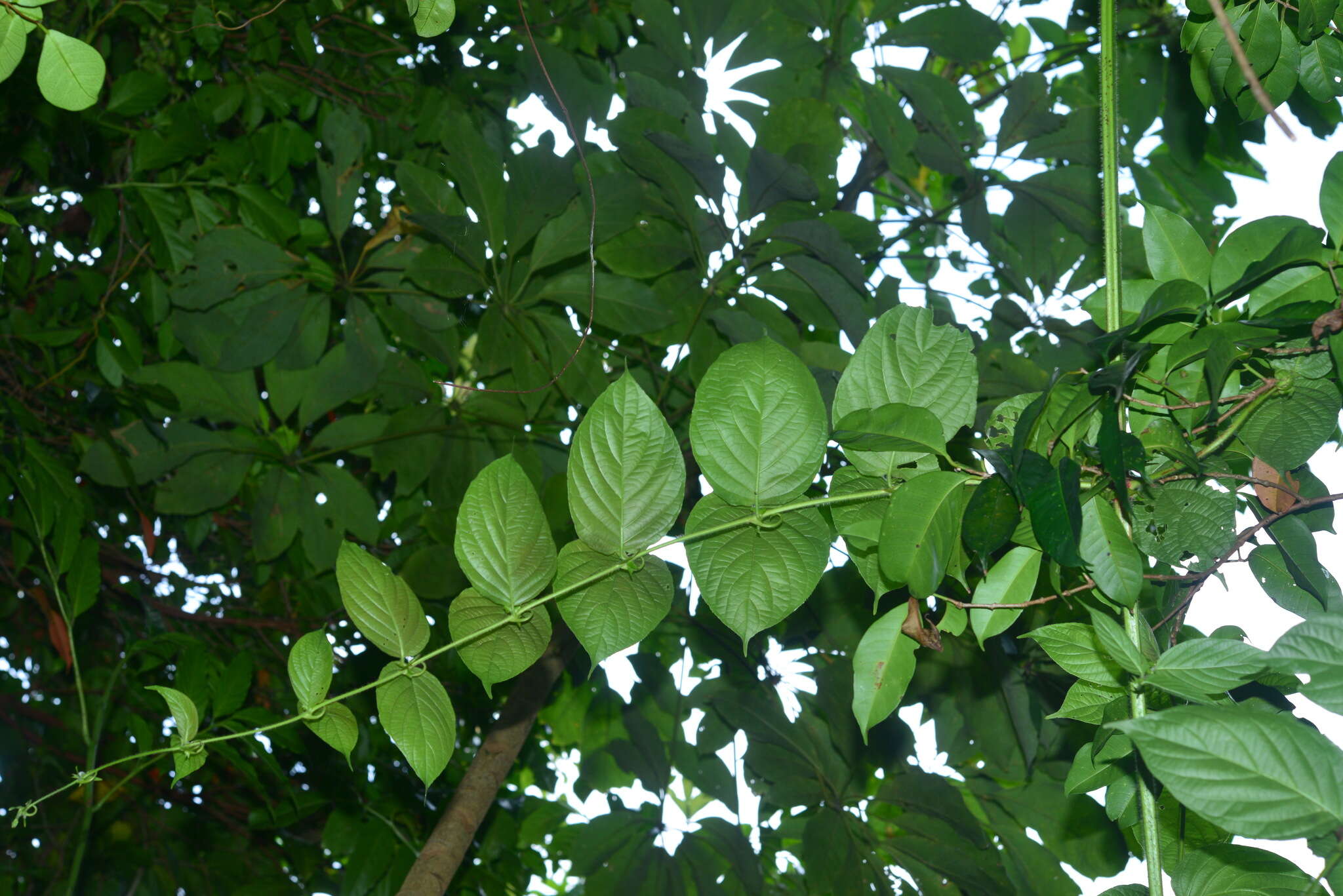 Image of Uncaria lanosa var. appendiculata (Benth.) Ridsdale