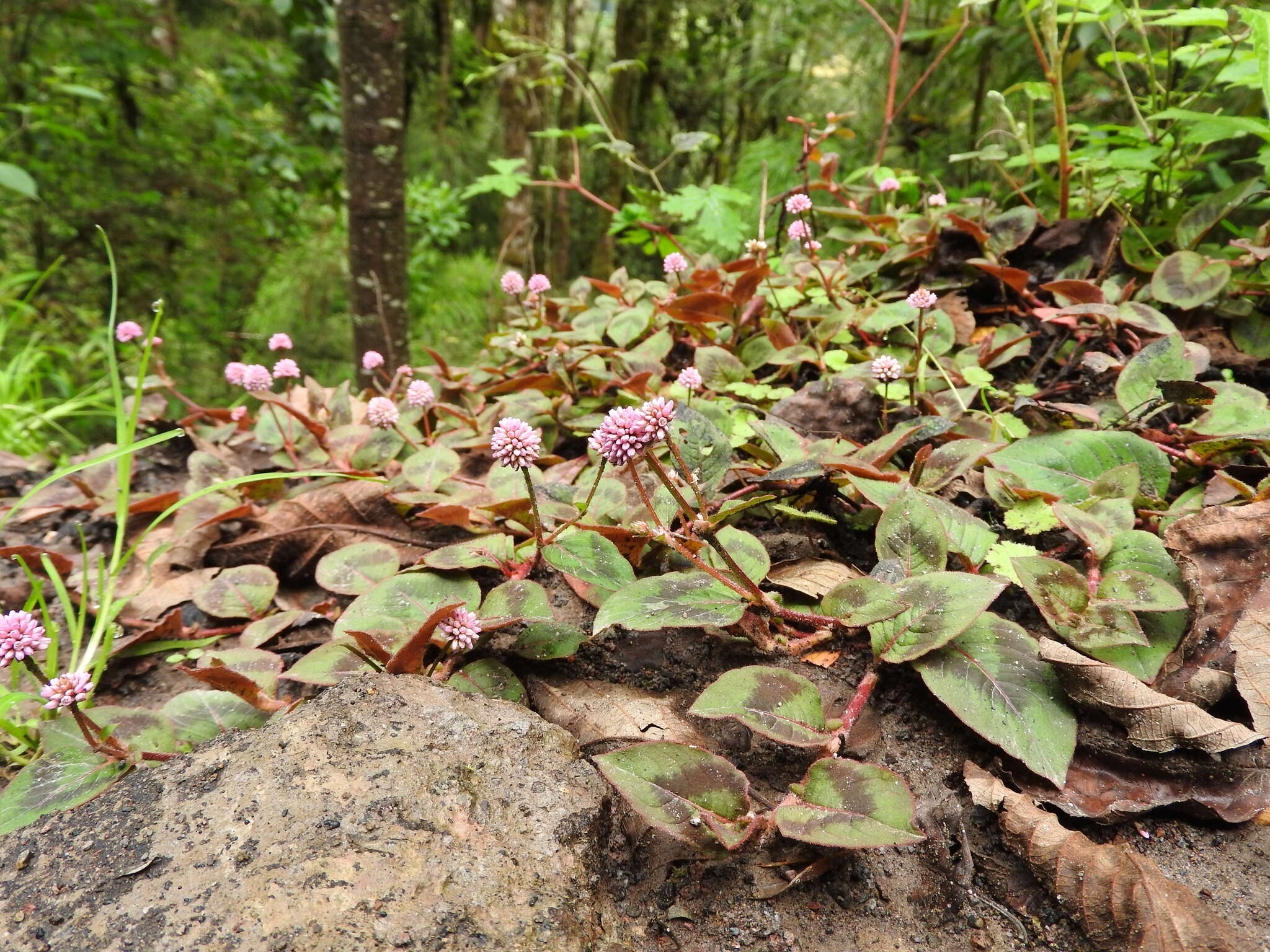 Imagem de Persicaria capitata (Buch.-Ham. ex D. Don) H. Gross