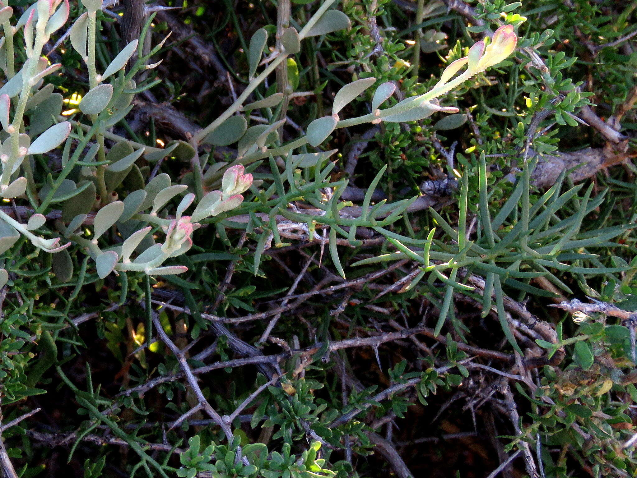 Image of Thesium triflorum Thunb. ex L. fil.