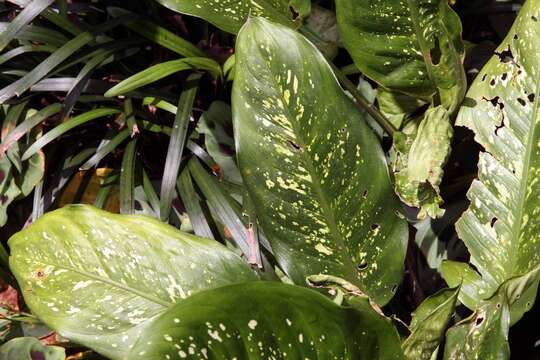 Image of dumbcane