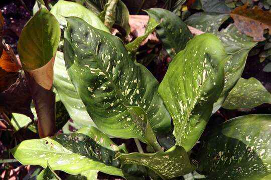 Image of dumbcane