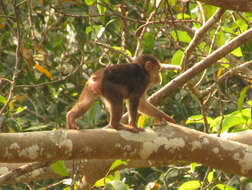 Macaca arctoides (I. Geoffroy Saint-Hilaire 1831) resmi