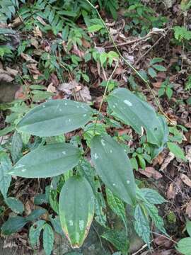 Image of Smilax bracteata C. Presl