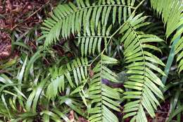 Image of angiopteris fern