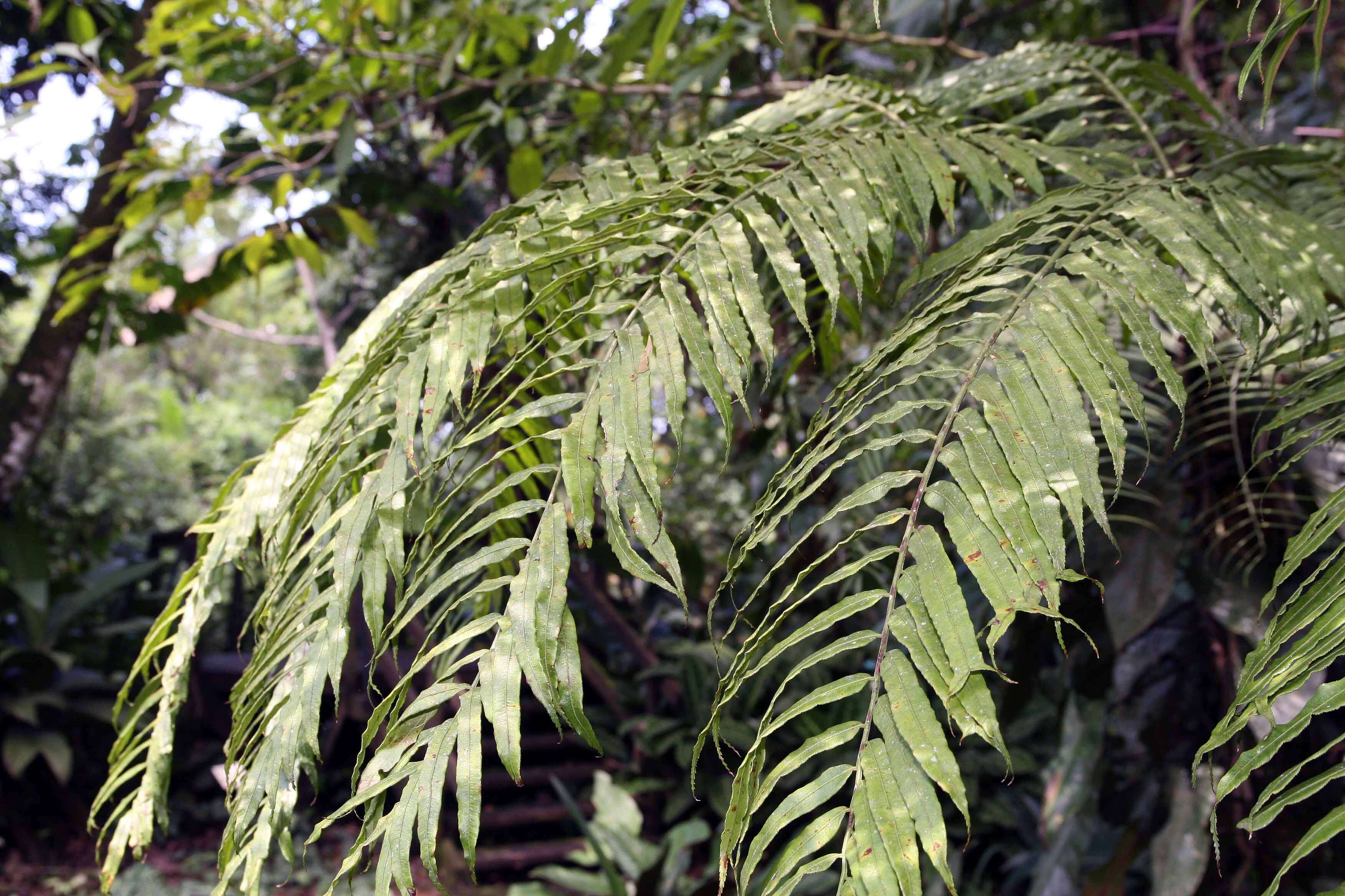 Image of angiopteris fern