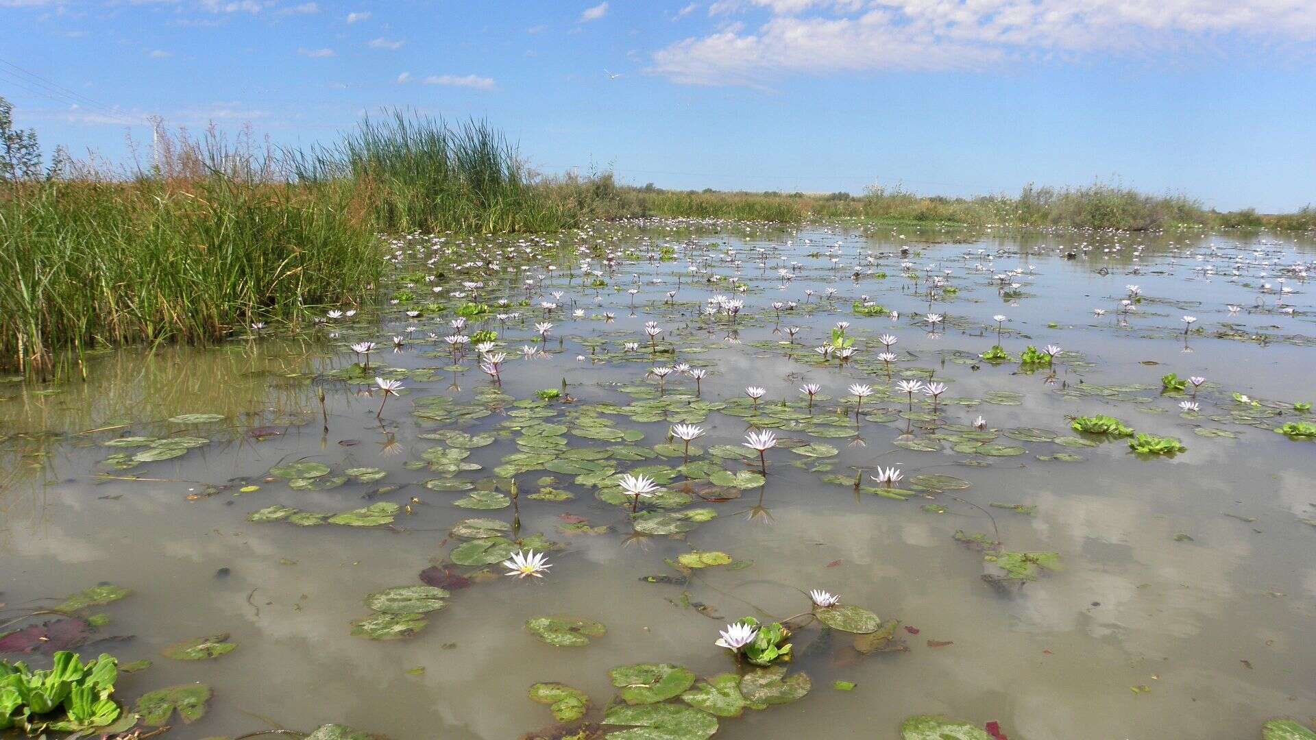 Image of Blue Egyptian lotus