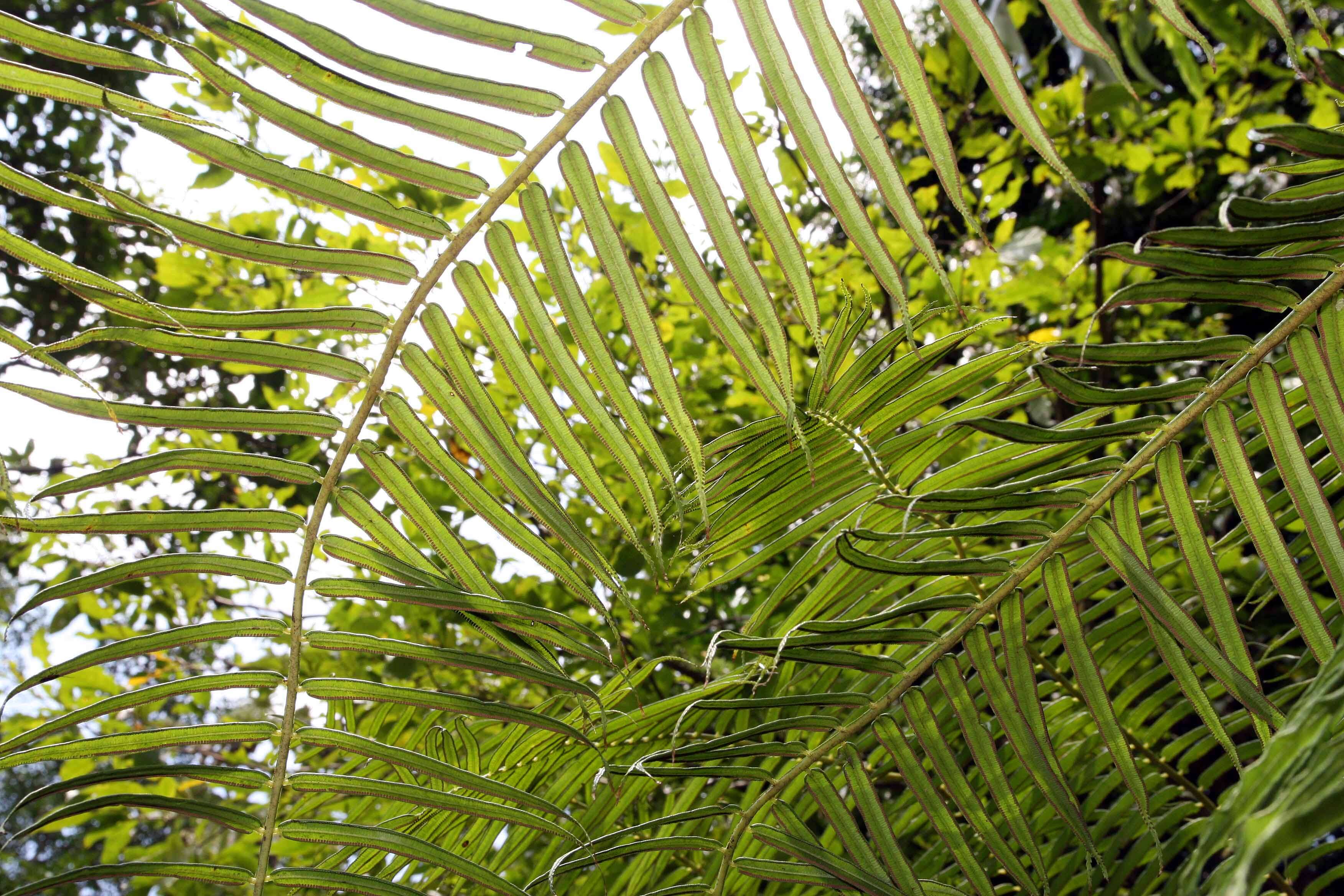 Image of angiopteris fern