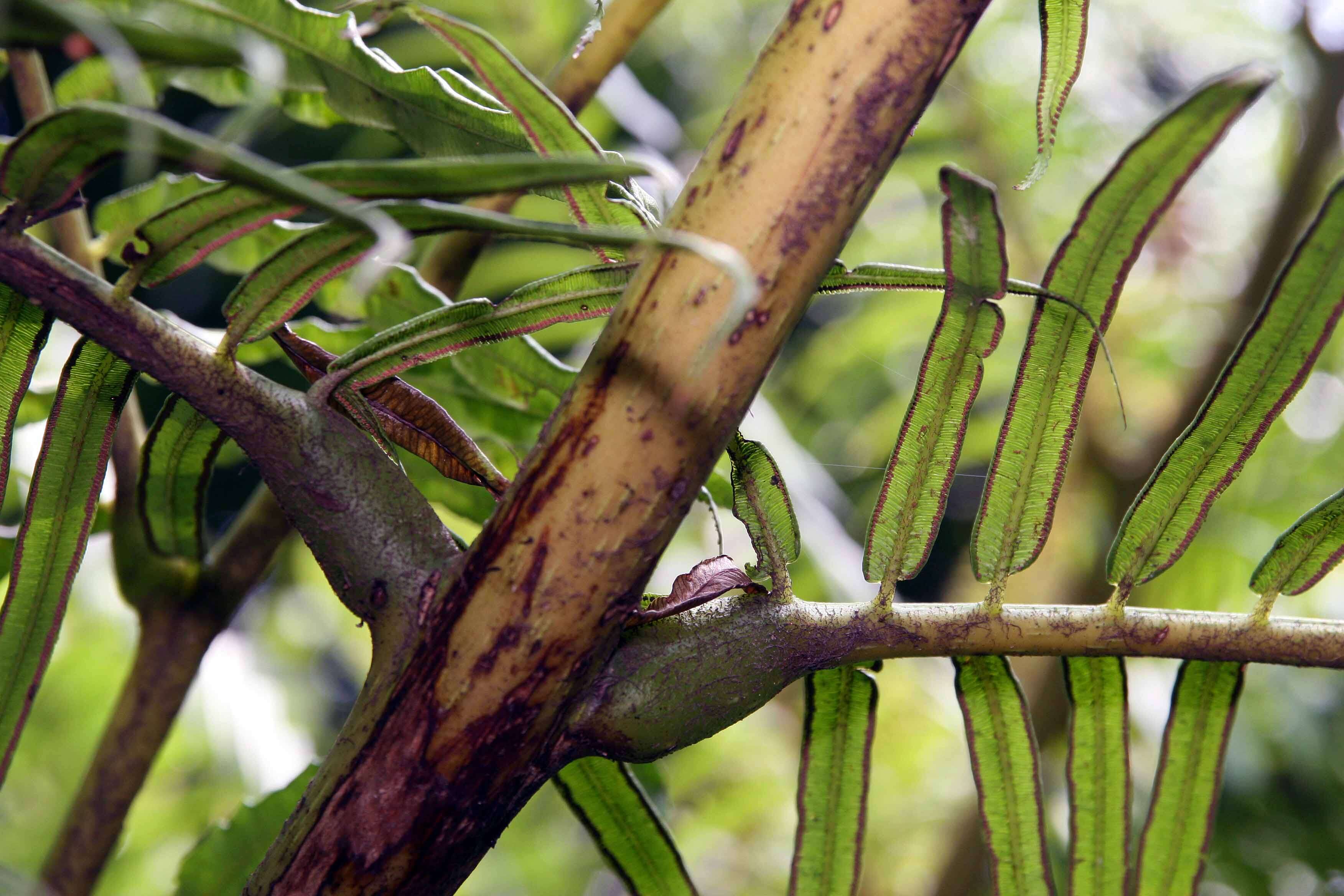 Image of angiopteris fern