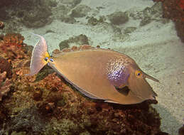 Image of Bluespine Unicornfish