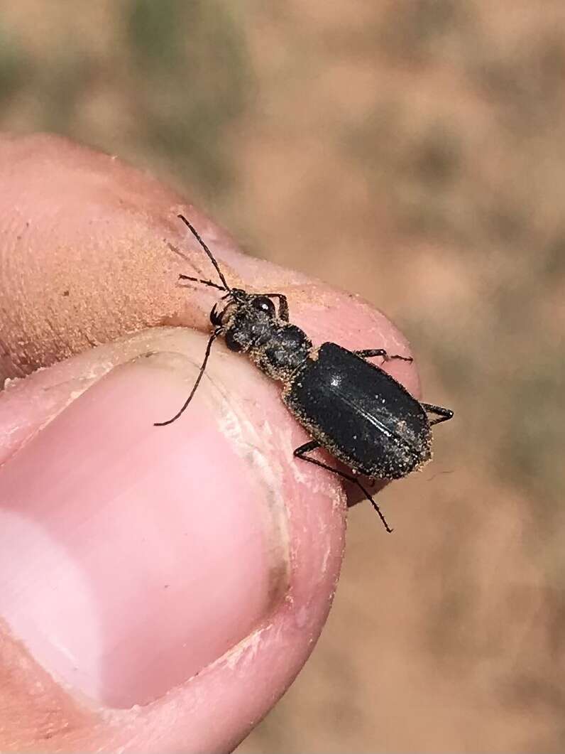 Image of Cicindela (Cicindelidia) nigrocoerulea Le Conte 1846