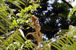 Image of angiopteris fern