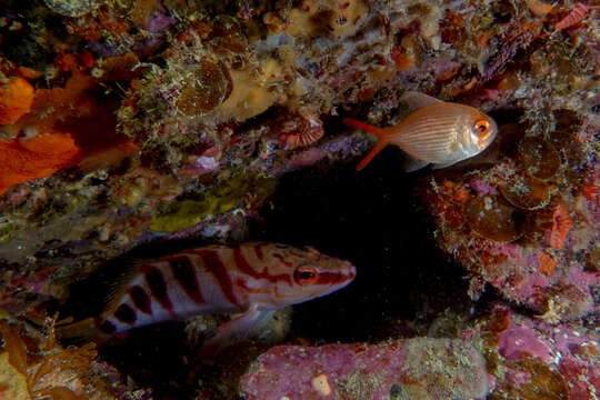 Image of Eastern nannygai