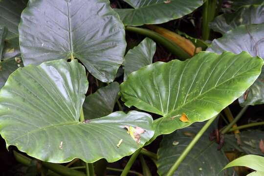 Imagem de Alocasia macrorrhizos (L.) G. Don