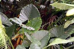 Imagem de Alocasia macrorrhizos (L.) G. Don