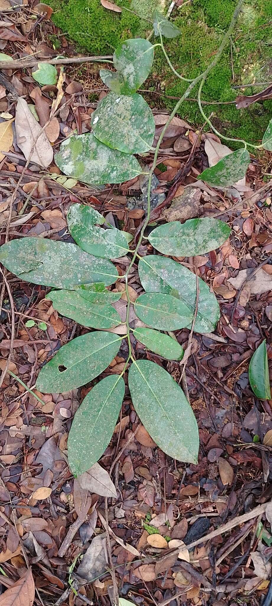 Image of Aspidosperma excelsum Benth.