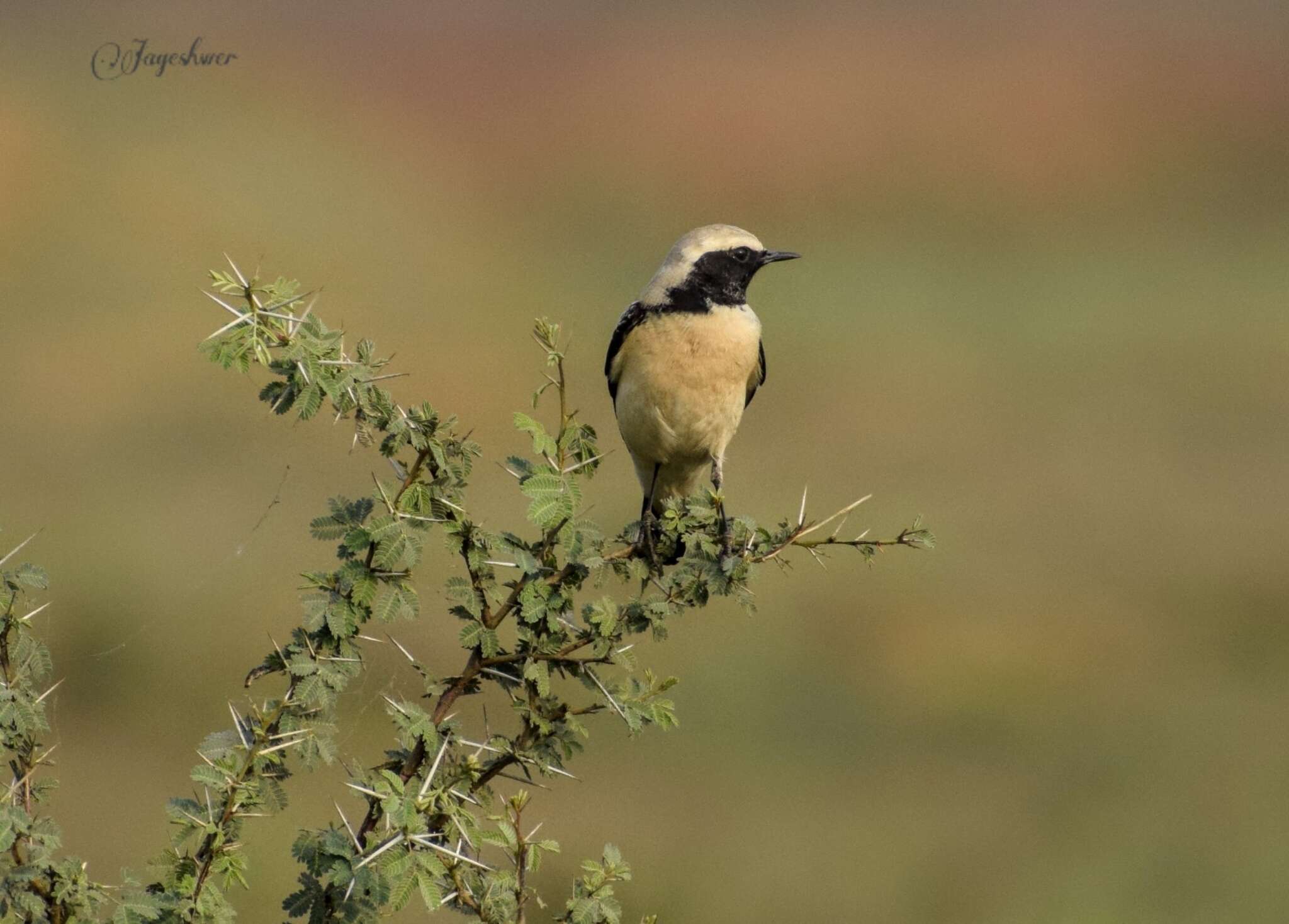 Image of Desert Wheatear