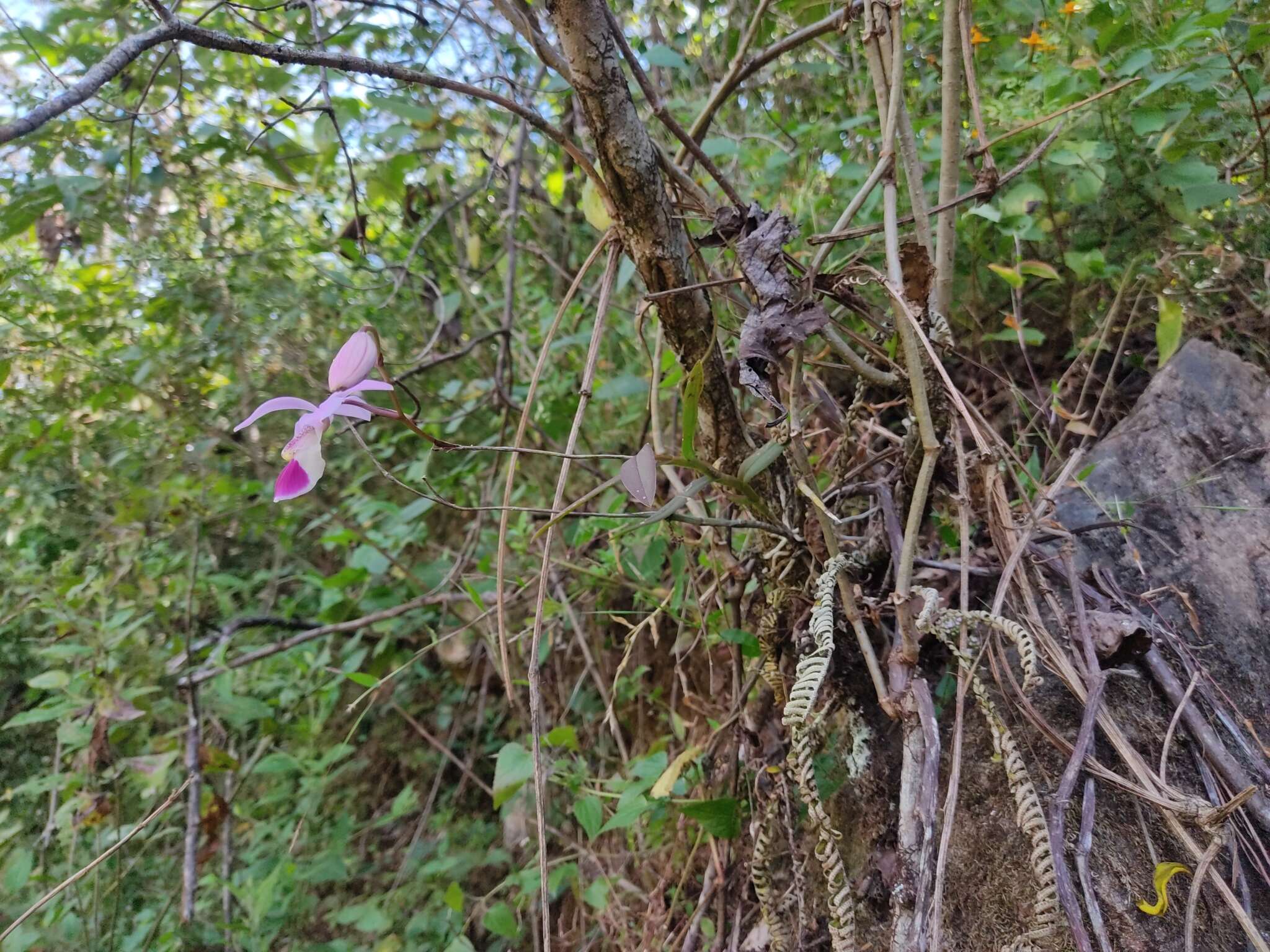 Image of Barkeria uniflora (Lex.) Dressler & Halb.