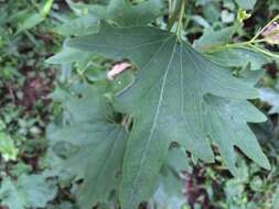 Image of variableleaf Indian plantain