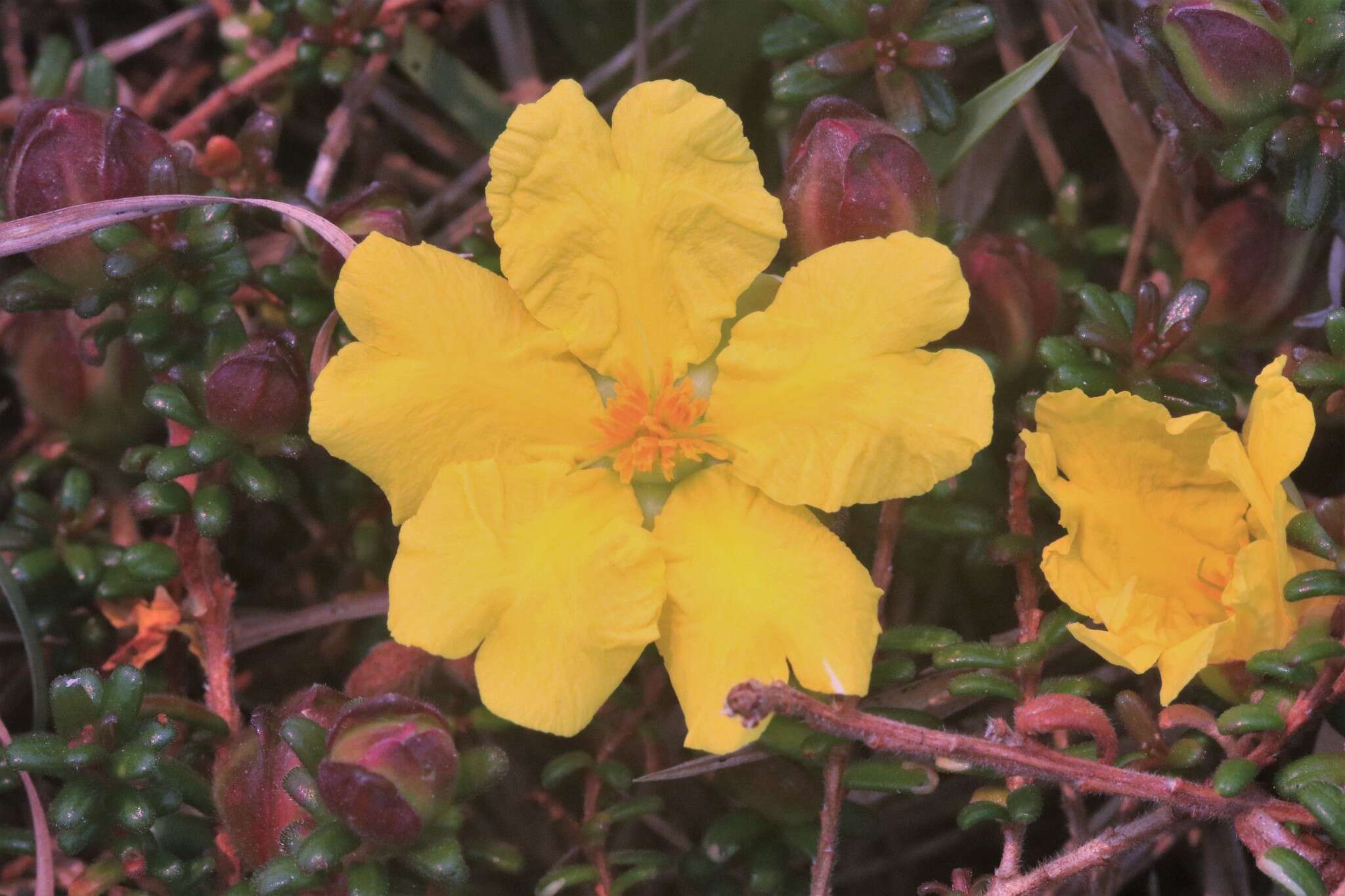 Image of Hibbertia vestita var. thymifolia Benth.