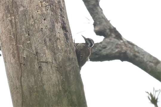 Image of Yellow-crested Woodpecker