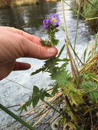 Image of western polemonium